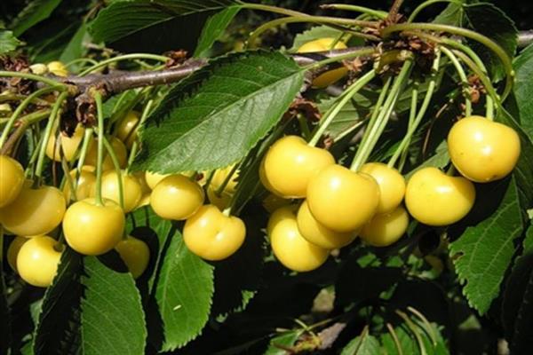 Saldžiųjų vyšnių buitinė geltona nuotrauka