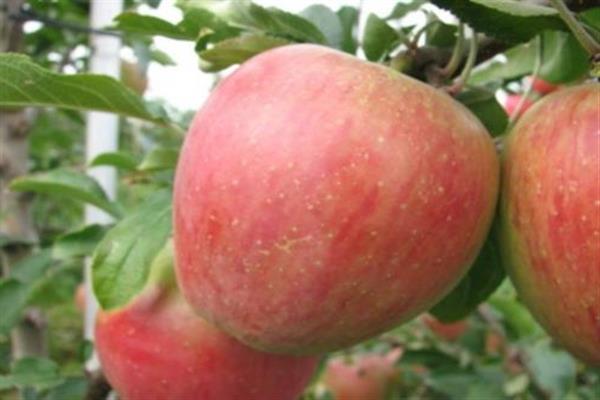 Apple tree Aelita photo