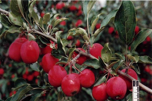 Pokok epal Altai foto merah