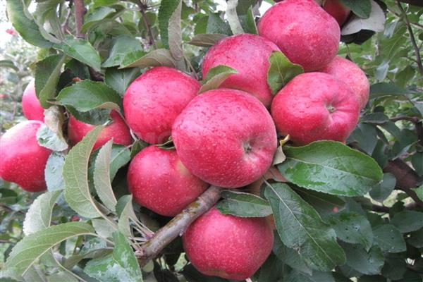 Apple tree Altai crimson photo
