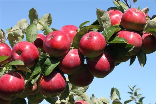 Gambar pokok epal Anis Scarlet
