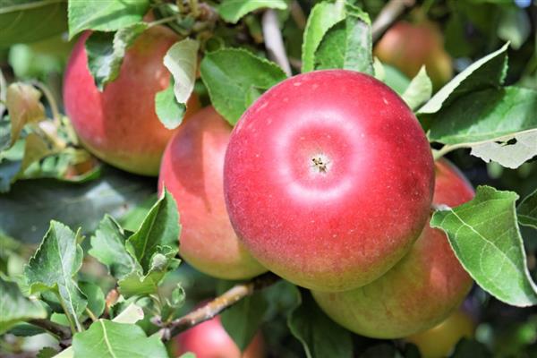 Gambar pokok epal Anis Scarlet