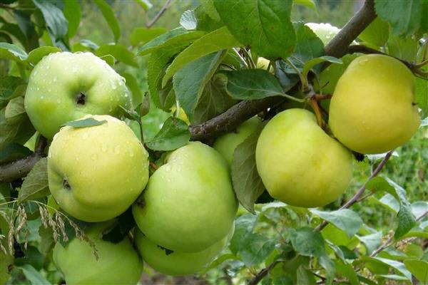 Apple-tree Antonovka photo