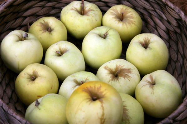 ภาพถ่าย Antonovka ต้นแอปเปิ้ล