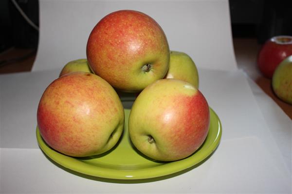 Apple tree Fragrant photo