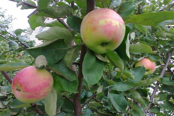 ต้นแอปเปิ้ล ภาพถ่ายเดือนสิงหาคม