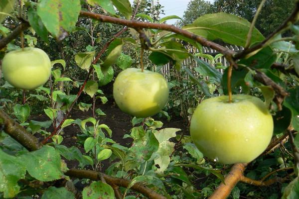 Apple tree Bashkir emerald photo