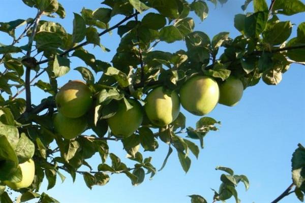 Ябълково дърво Беларус синап снимка