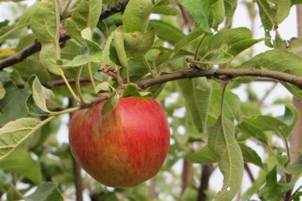 Apple-tree Berkutovskoe photo