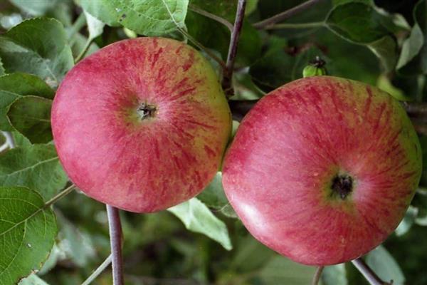 Stablo jabuke Bolotovskoe fotografija