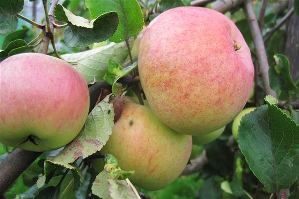 Stablo jabuke Bolotovskoe fotografija