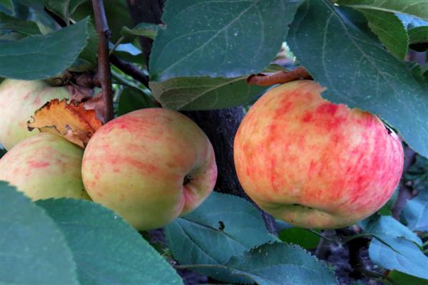 Foto borovinky z jablone
