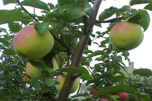 Fotografia Reneth z jablkového stromu