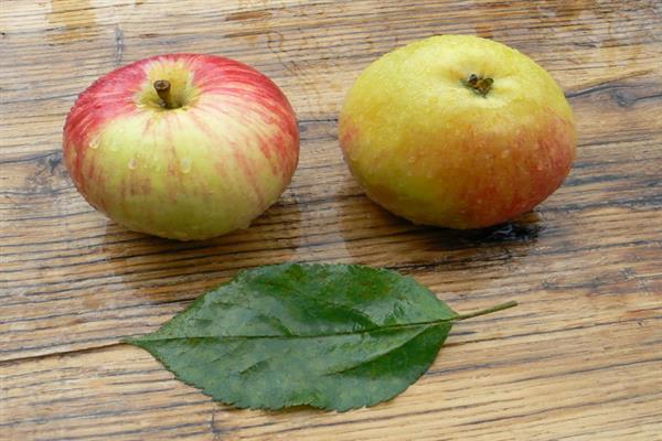 Buzovyazovskoe fotografija stabla jabuke
