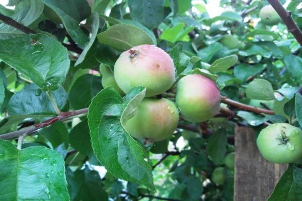 Dachnaya apple-tree
