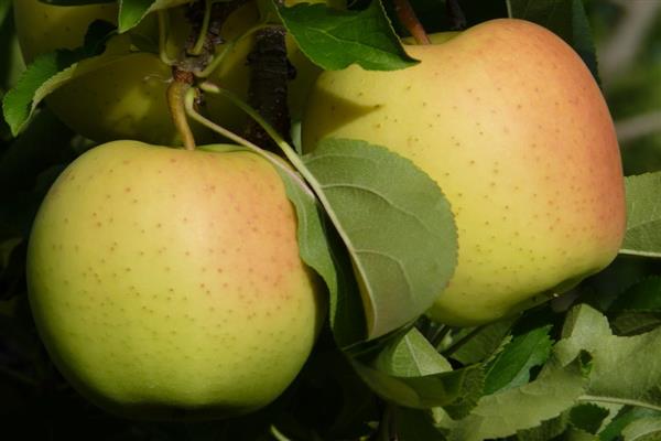 Ябълково дърво Вкусна снимка