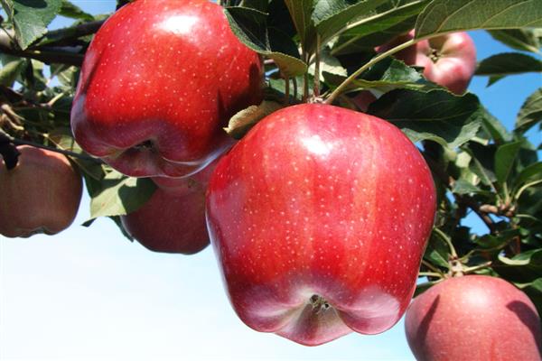 Stablo jabuke Ukusna fotografija ostruge