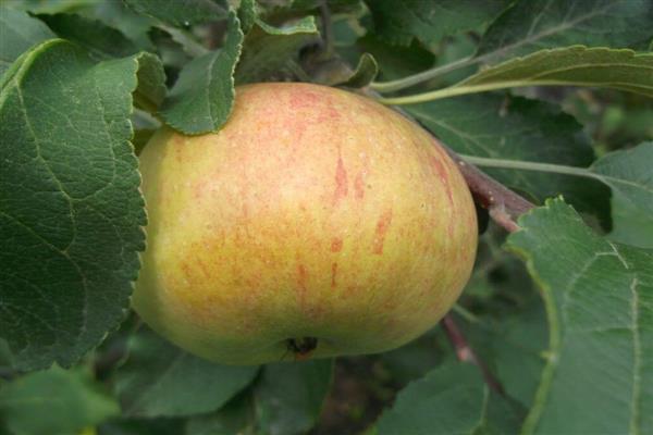 Снимка дъщеря на ябълково дърво Канела