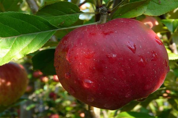 Fotografija kćeri stabla jabuke Macintosh