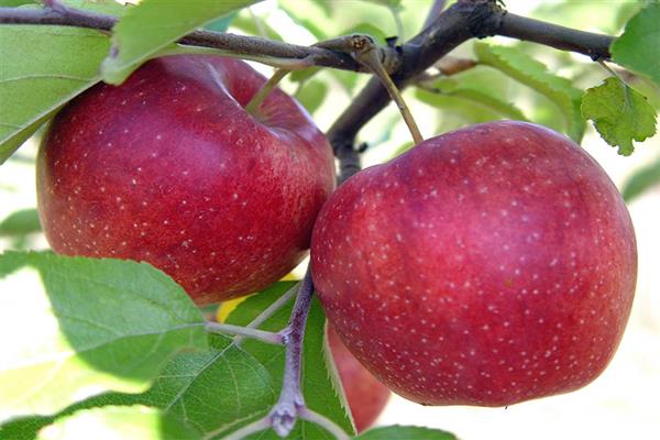 Apple tree Jonared photo
