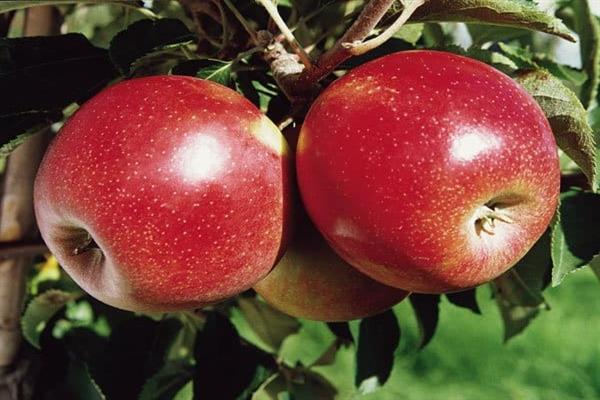 Gambar pokok epal Jonathan