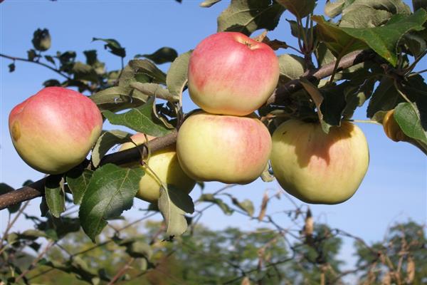 ต้นแอปเปิ้ล ภาพถ่ายภูเขา Ermakovskoe