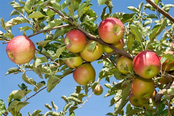 Larawan ng Apple tree Imrus