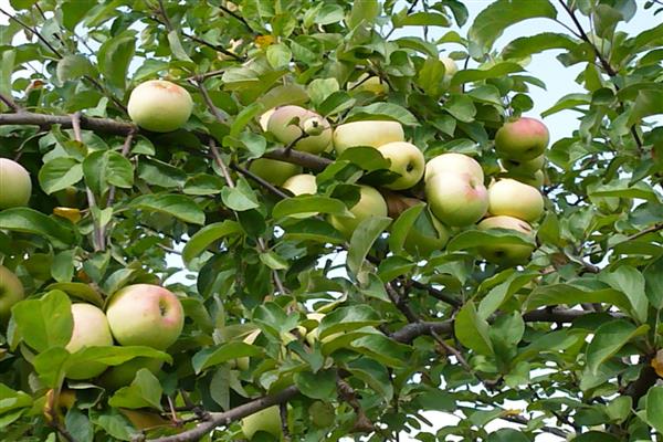 Elma ağacı Imrus fotoğrafı