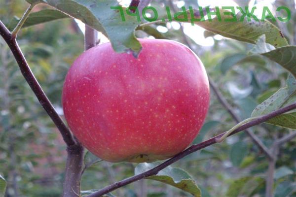 Æbletræ Vadimovka foto