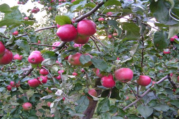 ต้นแอปเปิ้ล Benjaminovskoe photo