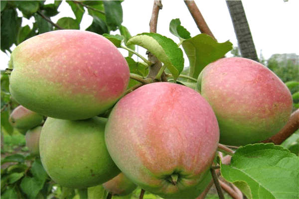 Apple tree Veteran -bilde