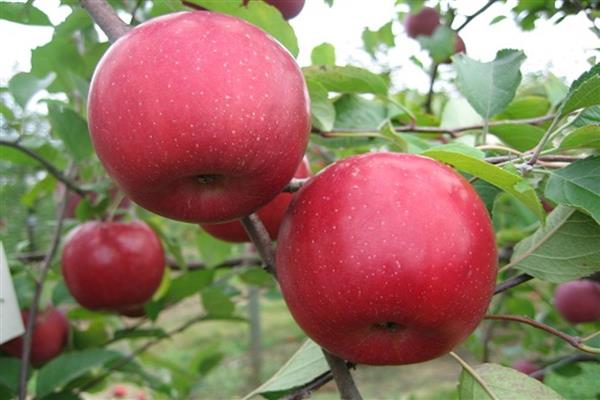 Obuolių vyšnių nuotrauka