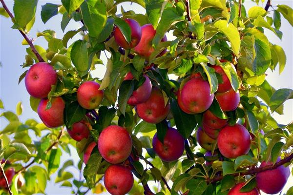 Obuolių vyšnių nuotrauka