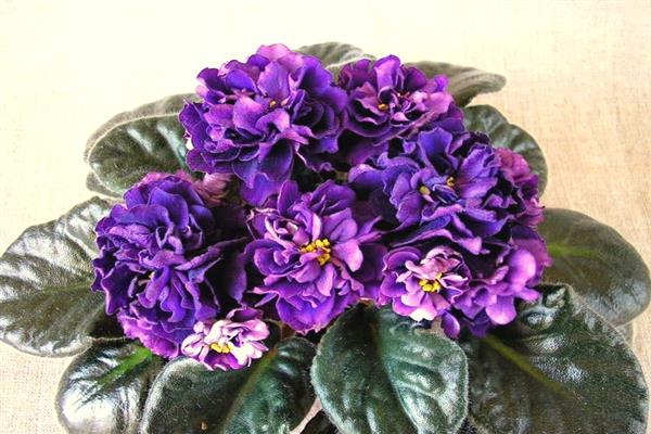 Violet Noir Perle photo