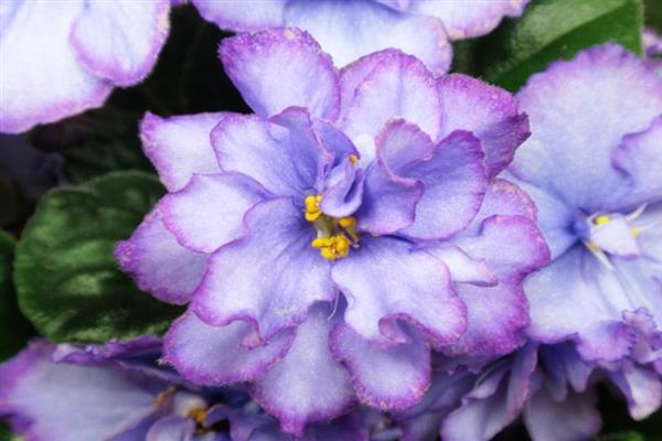 Foto violeta de Rusia de ojos azules