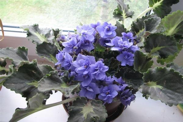 Violet Blue Danube