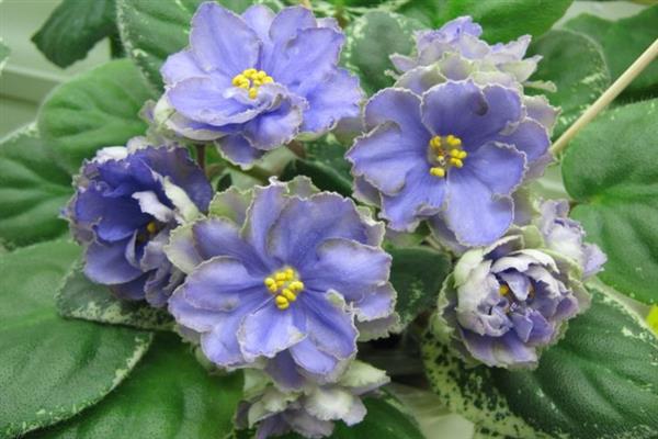 Violet Blue Lotus
