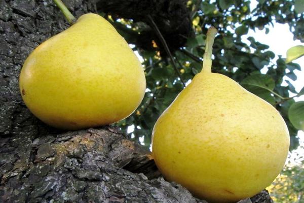 Hrušková citrónová fotka