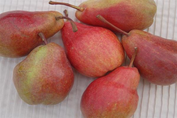 Pear Max Red Bartlet -bilde