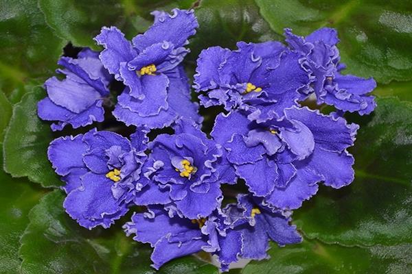 Violet LE Cornflower Blue снимка