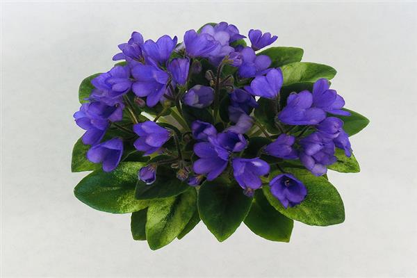 Ảnh đại diện Violet N