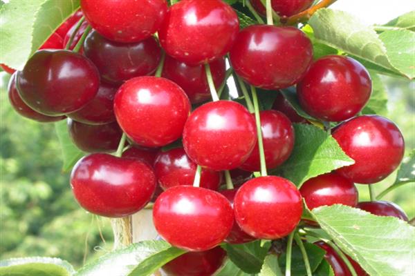 Cherry Igritskaya litrato