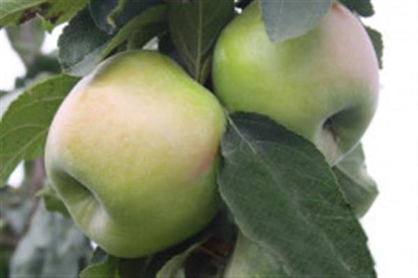 Fotografija penjača sa stabla jabuke