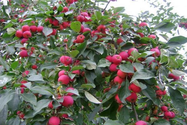 Fialová fotka altajského jabloně