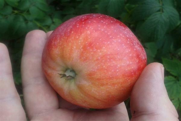 Apple tree Altynai photo