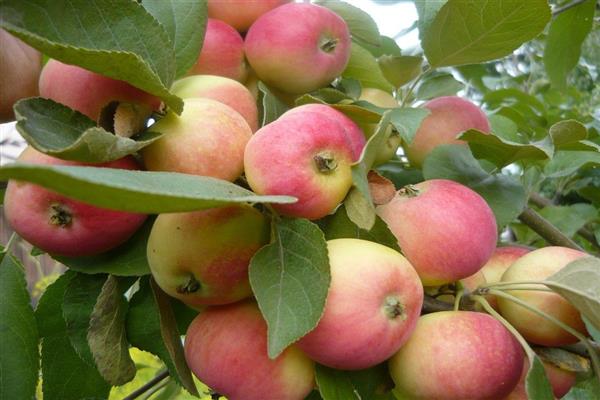 Apple tree Alyonushka photo
