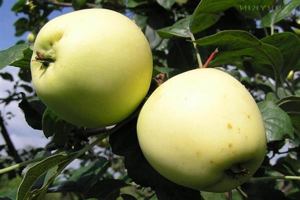 Ябълково дърво Arkad снимка