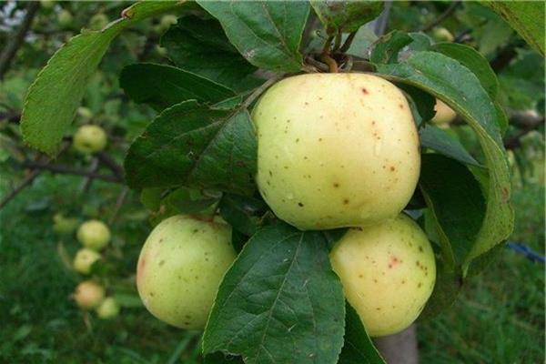 Apple tree Arkad -bilde