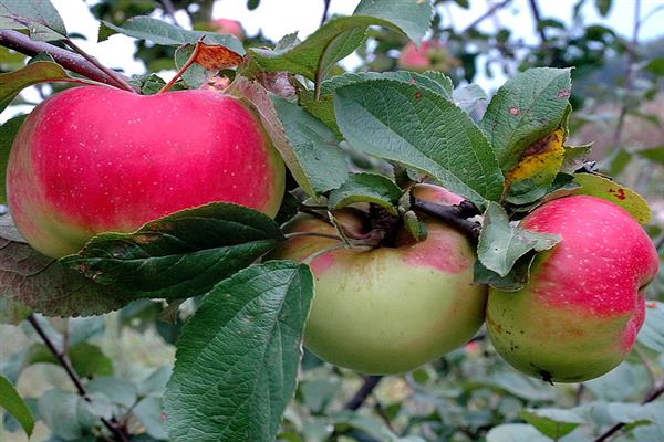 Снимка на ябълково дърво Богатир