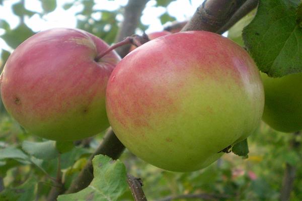 Снимка на ябълково дърво Богатир